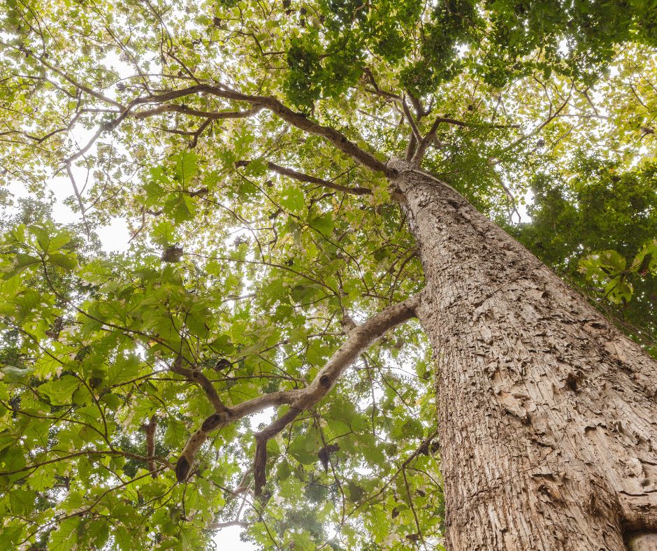 Teak Tree