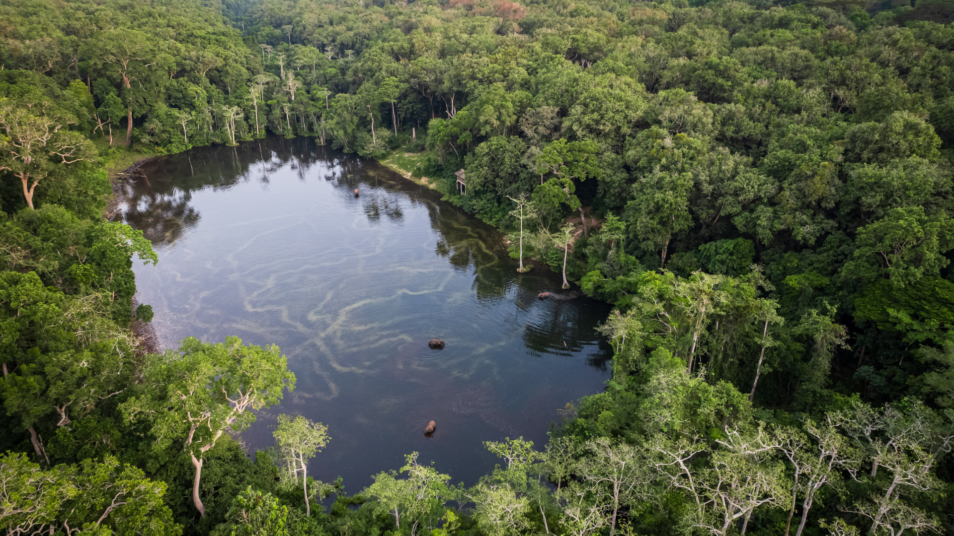  At Wali Bai, a hotspot for elephants and forest buffalo, near the Nouabale Ndoki National Park, northern Republic of Congo, 2024.  ©FSC Africa/ Jonathan Perugia