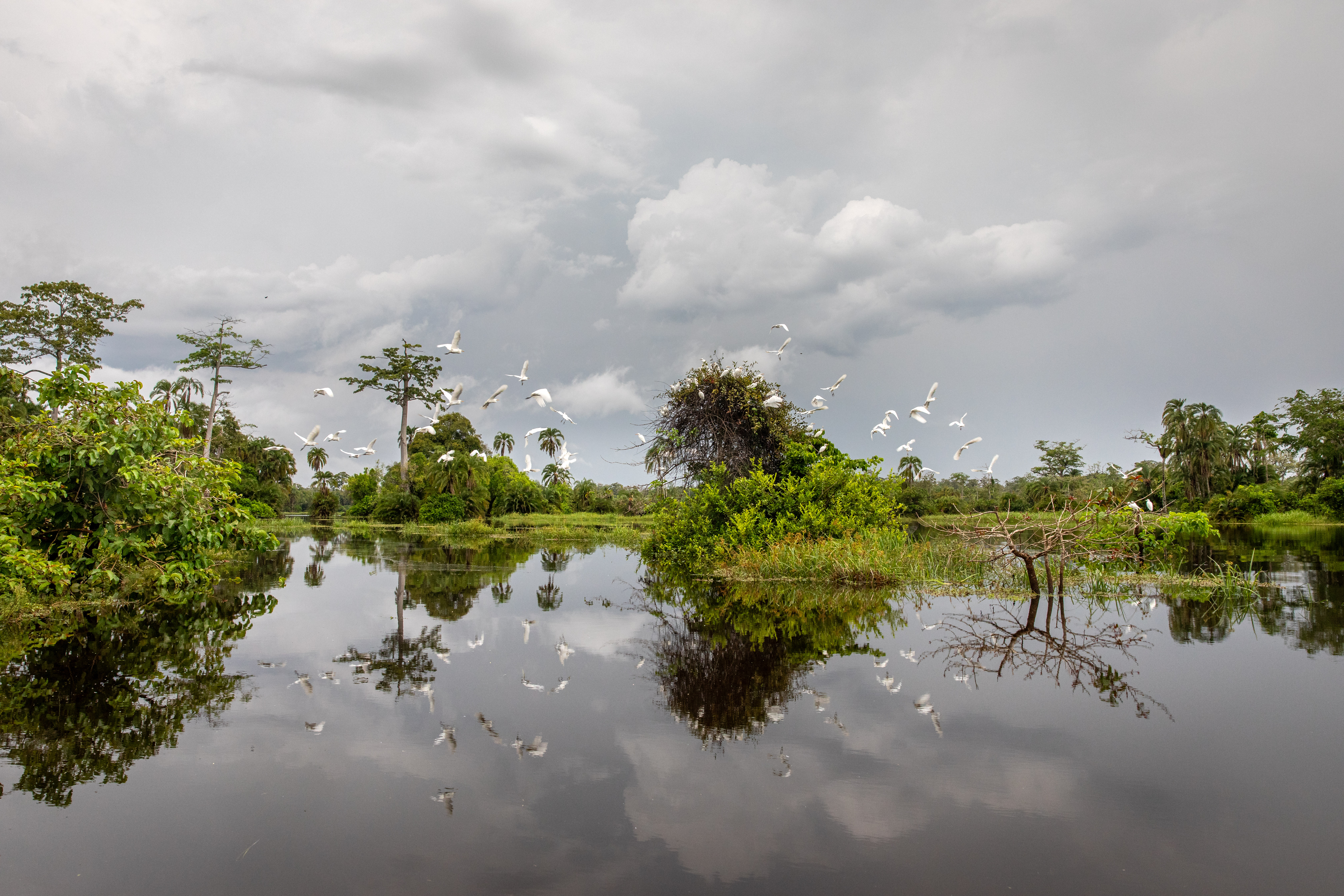 FSC Congo