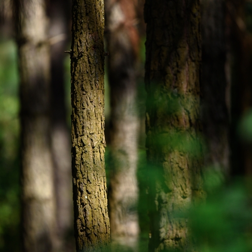 close-up image of tree