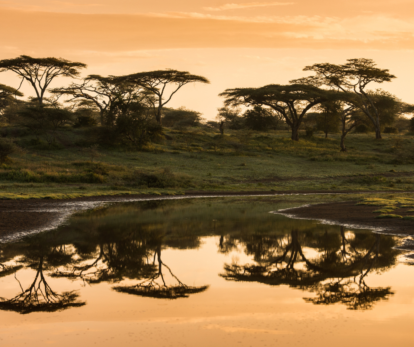 African Forest