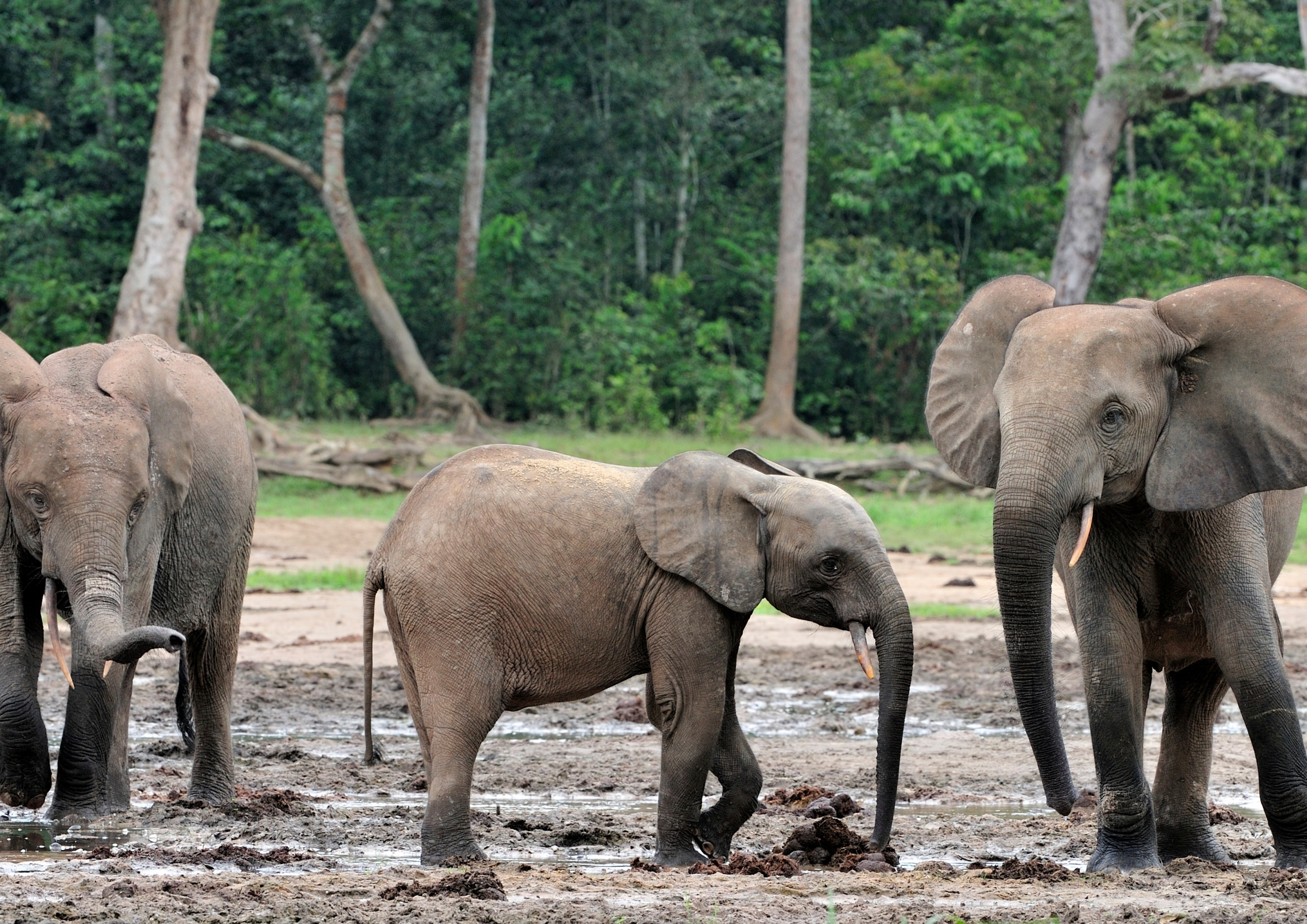 Congo Elephant