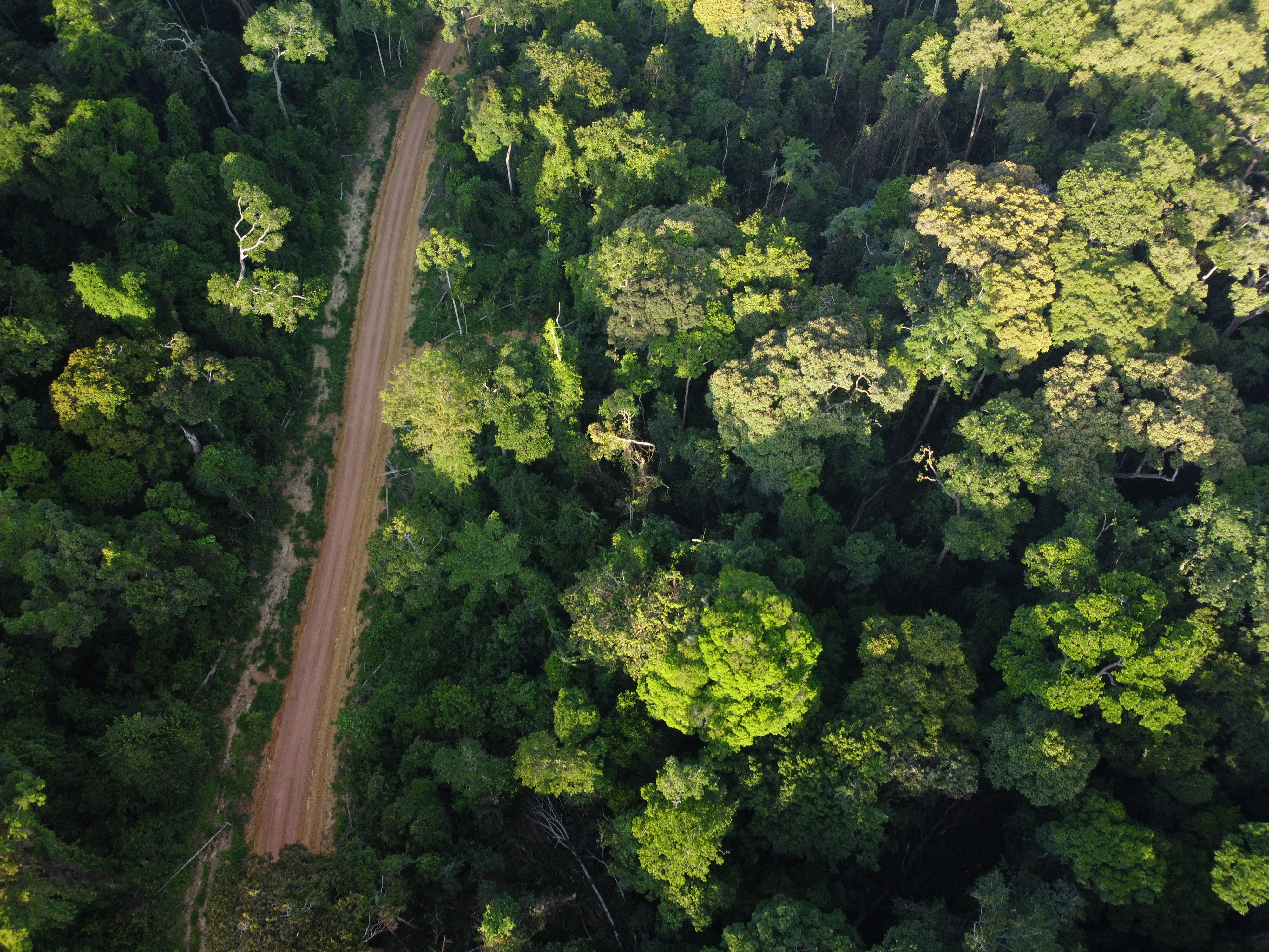 Congo Basin forests