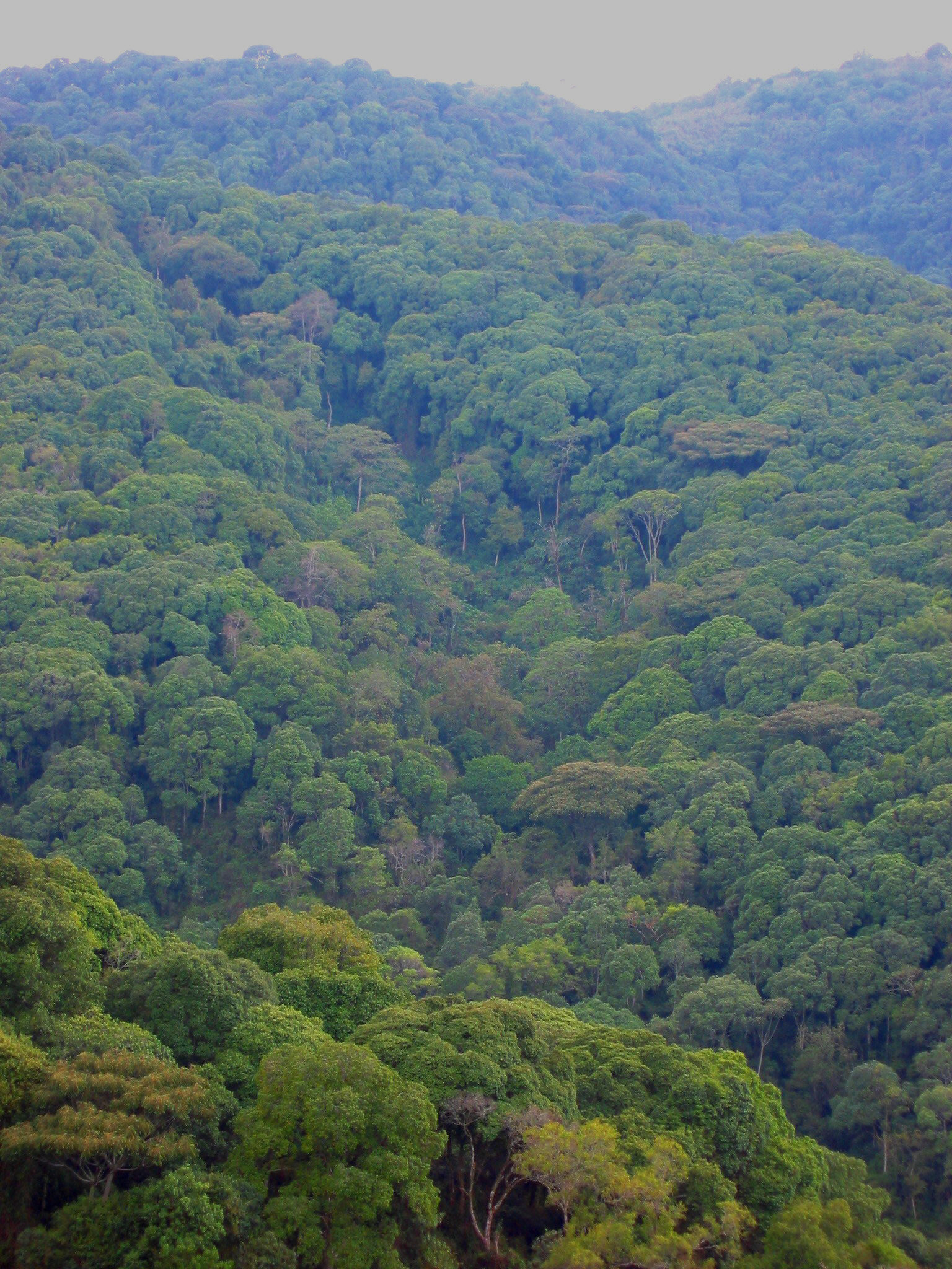 Forests in Eastern AFrica
