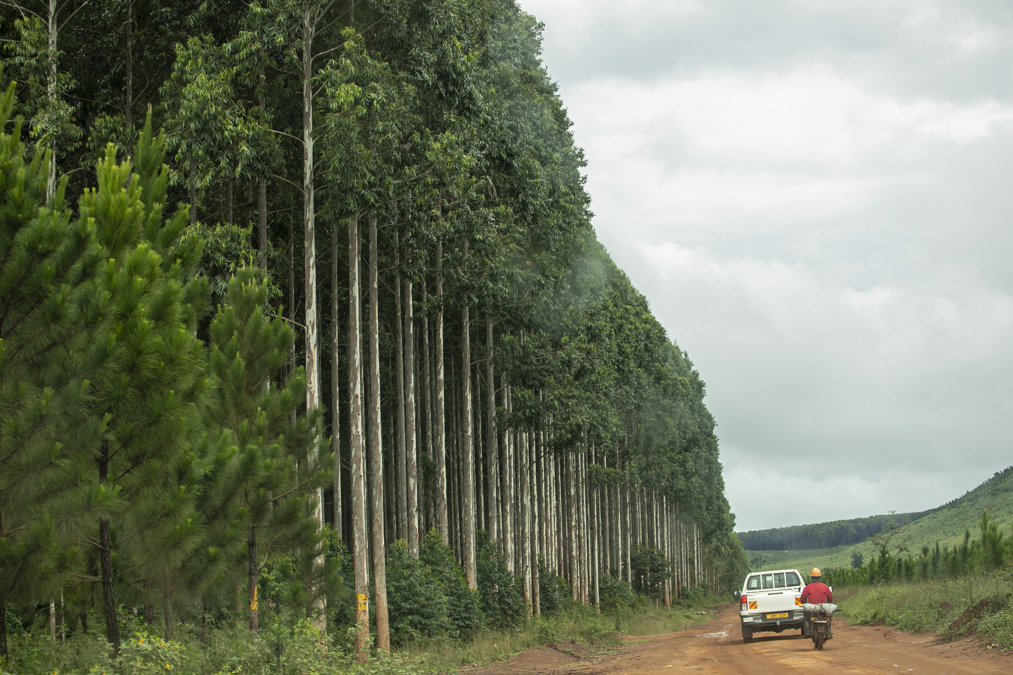 Straight plantation alongside rural road with vehicles passing