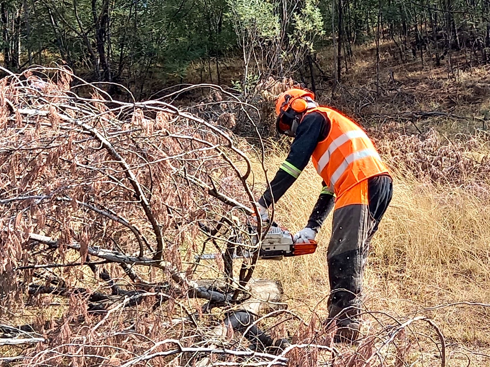 Clearing of Invasive Wattle