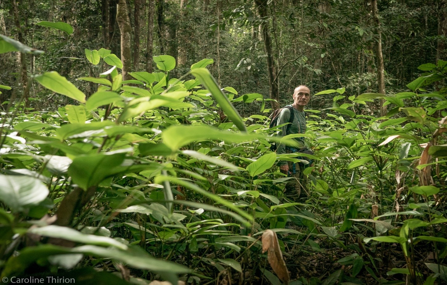 Max Hurdebourcq in the CEB/Precious Woods concession in Gabon ©CarolineThirion