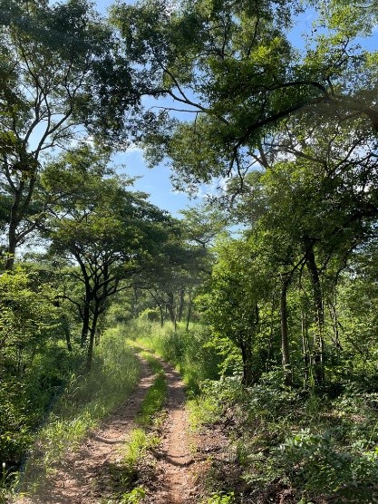 Zambia Forest with road tracks