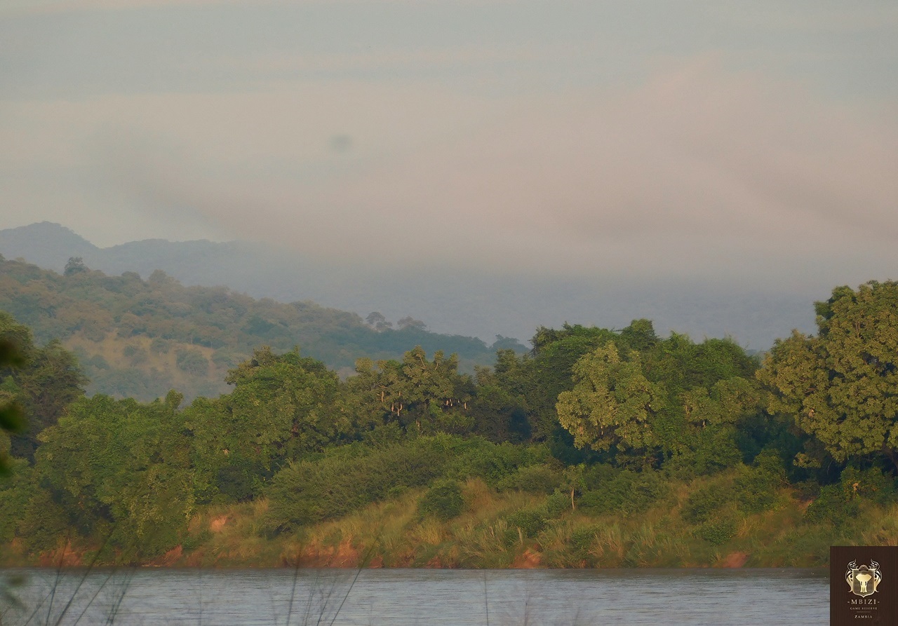 Picture of Zambian forest with water feature