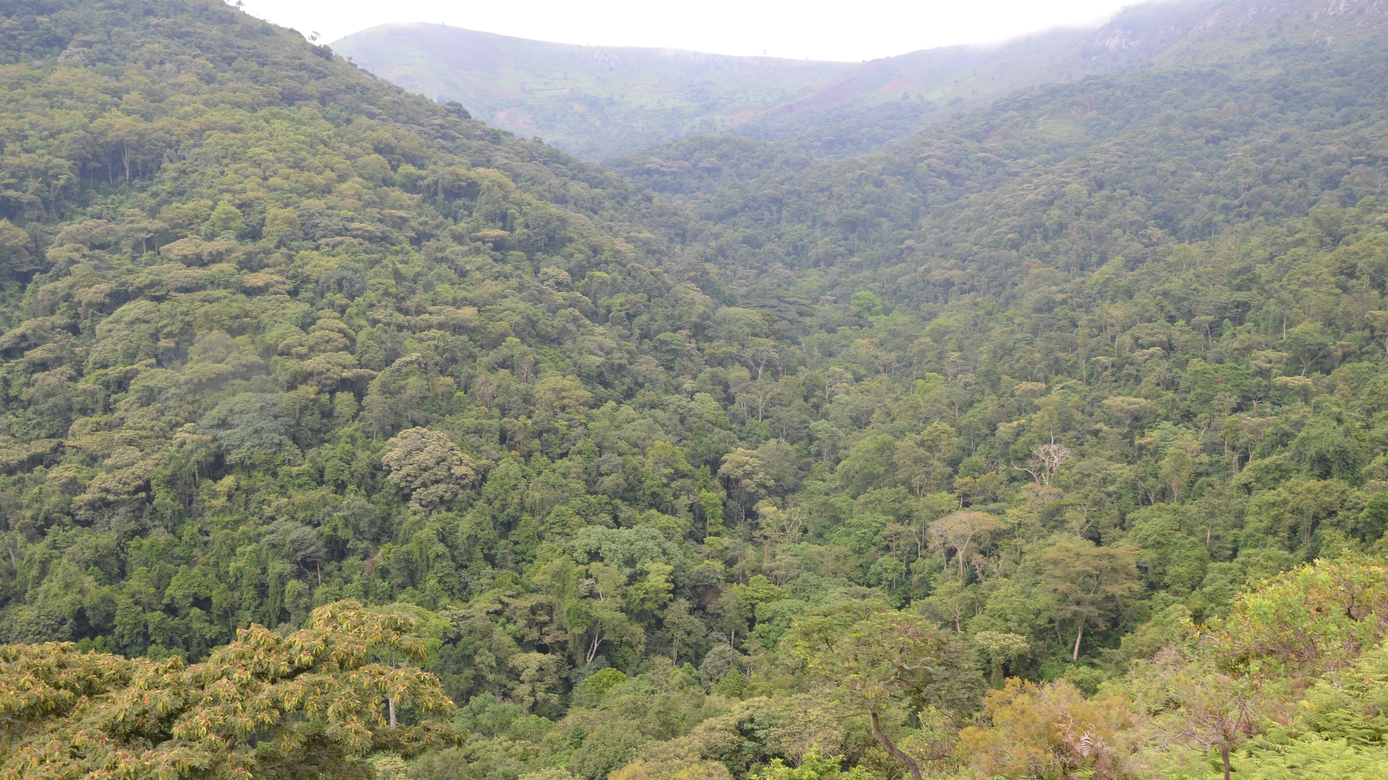 Ouganda Forest