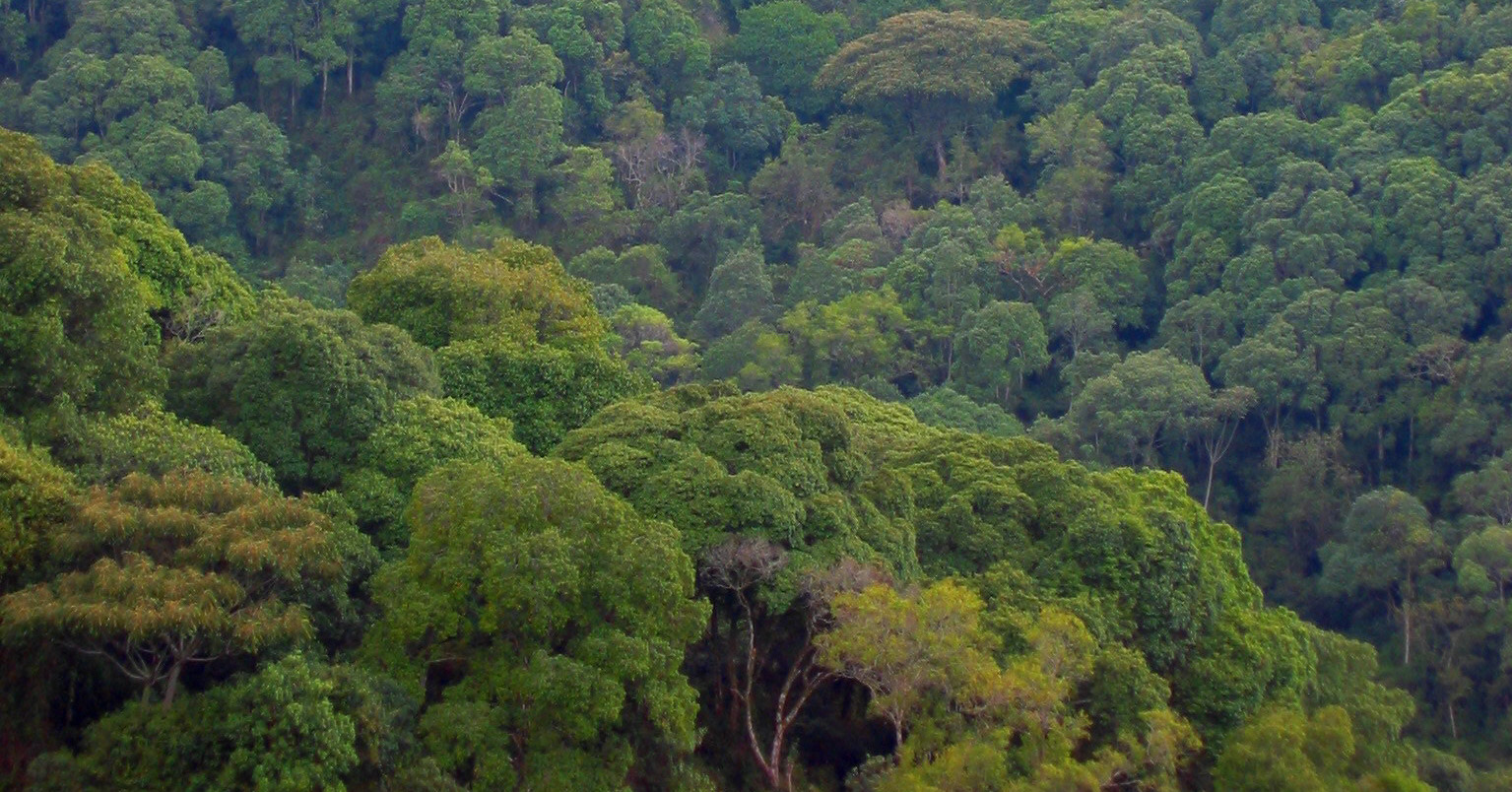 Echuya Forest 