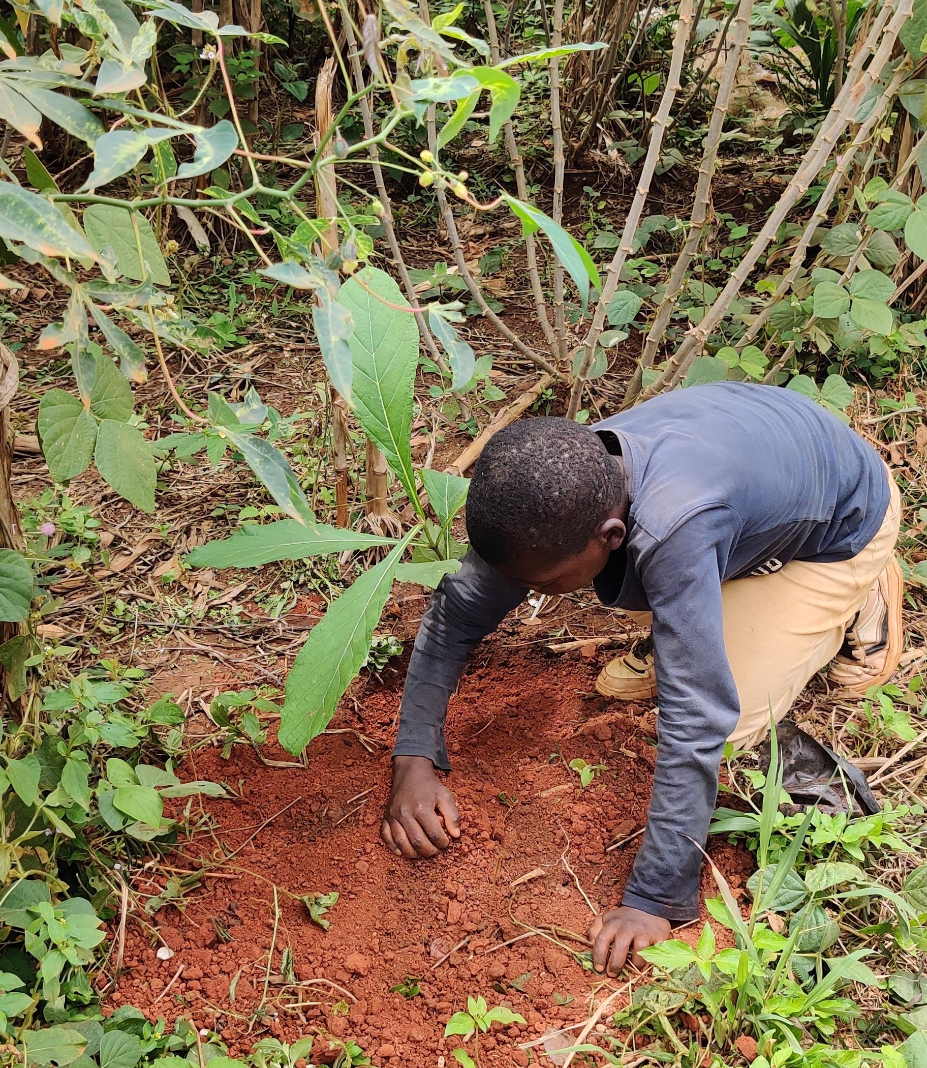 Child plants tree in Cameroon