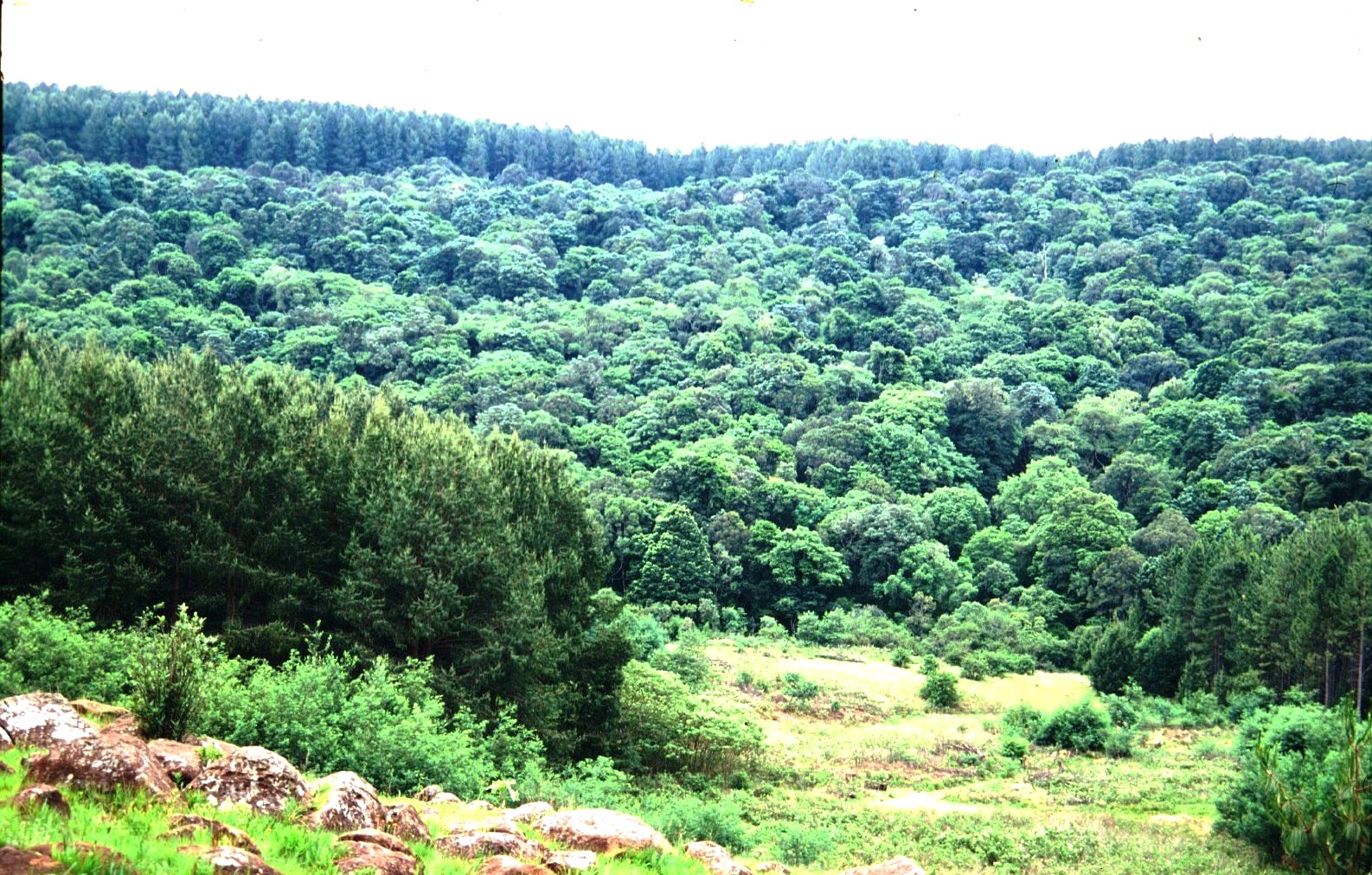 SA Landscape Natural Forest Image
