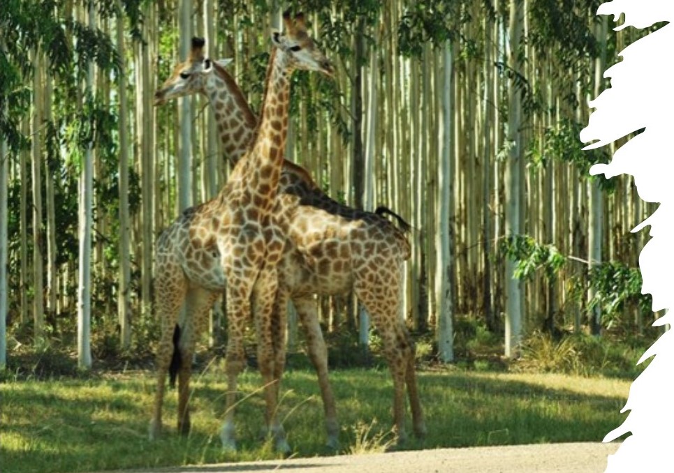 Giraffe