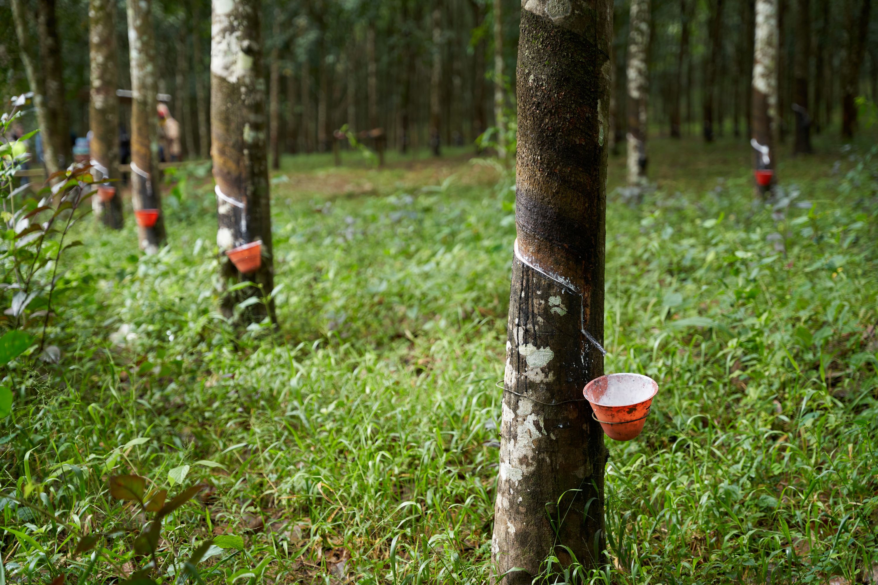 Natural Rubber fields, Liberia