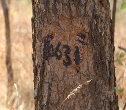 Timber with permit numbers