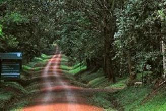 Uganda Forest