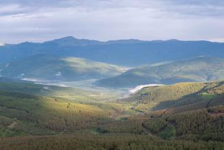 Forest landscape - Courtesy Forestry South Africa