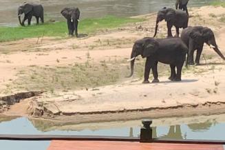 Mbizi Elephants