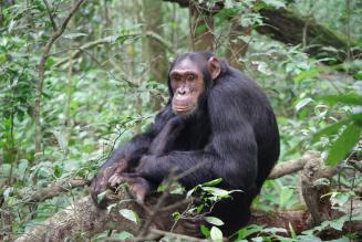 Chimpanzi.JPG/ photo credit UWA