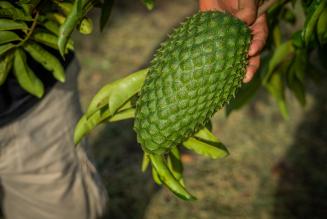 2021_COMMS_ Mayan Biosphere Reserve, Petén,Guatemala_ FSC-certified community model on reducing deforestation and generating economic and social benefits for its inhabitants_(c)FSC_ Iván Castro 92.jpg