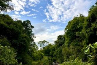 Image of Forest