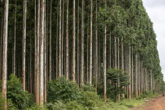 Pine trunk with textured bark in a shaded forest environment