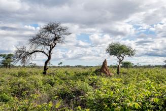 FSC Namibia