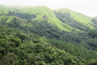 Image of SA Natural Forest Landscape