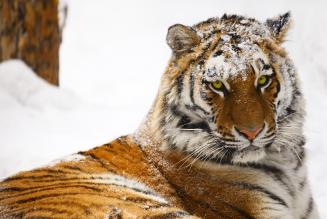 Amur Tiger