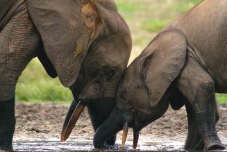 Working for wildlife