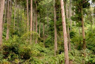 Plantation