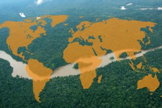 Forest with world map