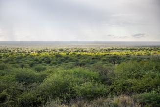 Namibian bush
