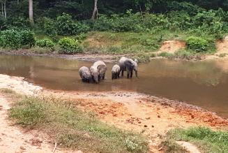 Elephants des forets dans les salines -Concession FSC CEB Precious Woods Gabon