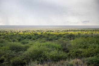 Namibian bush