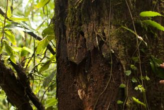 Main sur un arbre
