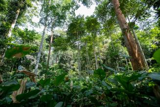 Gabonese forest
