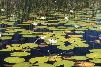 wetlands water lilies