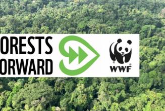 Forests Forward WWF