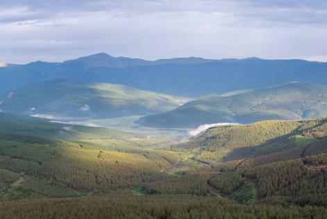 Forest landscape  - Courtesy Forestry South Africa