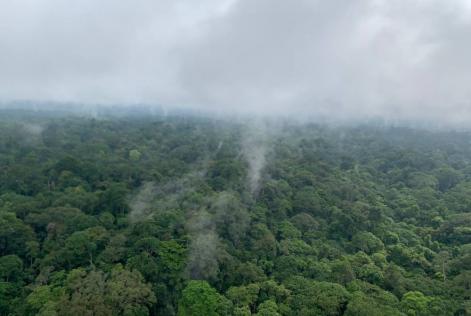 Gabon Forest FSC Africa