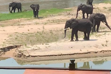 Mbizi Elephants