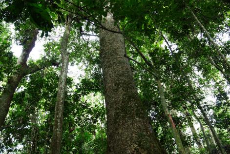 Congo Basin Forest