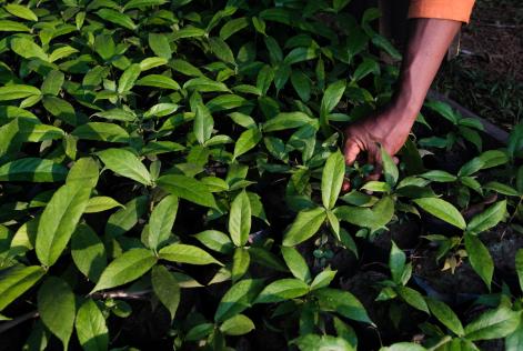 Iroko seedlings being tended in the nursery on a Precious Woods - CEB forestry concession in Bambidié, Gabon. Seedlings are used to repair damaged areas and accelerate the recovery of harvested areas.