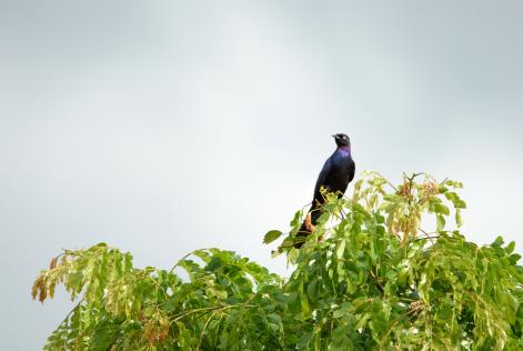 Bird in Uganda