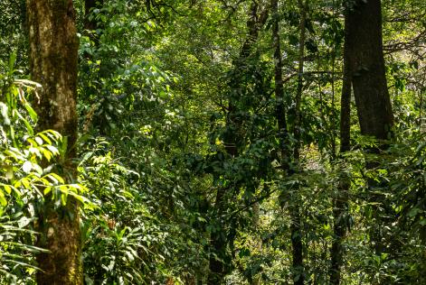 2023_FSC IC_Kenya_community member in forest 4_(c)FSC_Jonathan Perugia.jpg