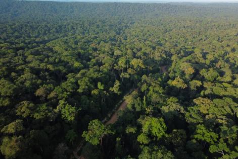 Congo Basin forests