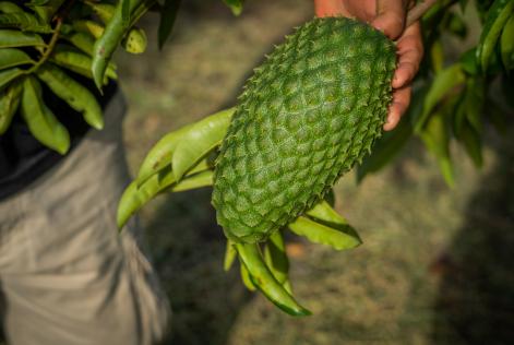 2021_COMMS_ Mayan Biosphere Reserve, Petén,Guatemala_ FSC-certified community model on reducing deforestation and generating economic and social benefits for its inhabitants_(c)FSC_ Iván Castro 92.jpg