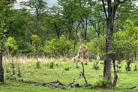 Giraffes in Zambia Forest